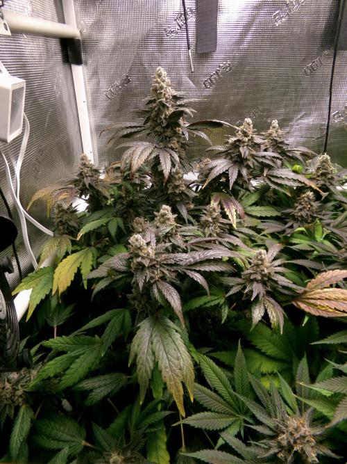 Biscotti Gelato (GDG 24 #1). Week 17