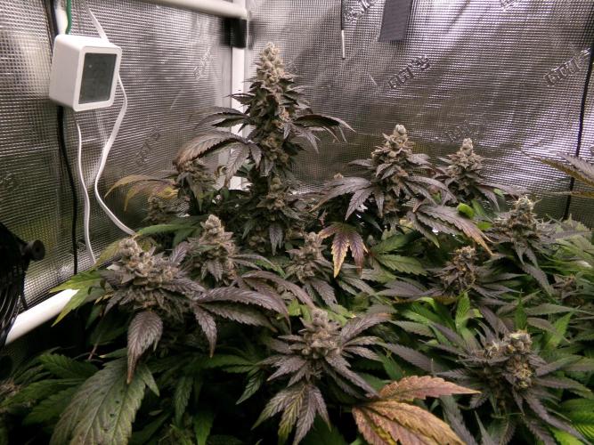 Biscotti Gelato (GDG 24 #1). Week 17