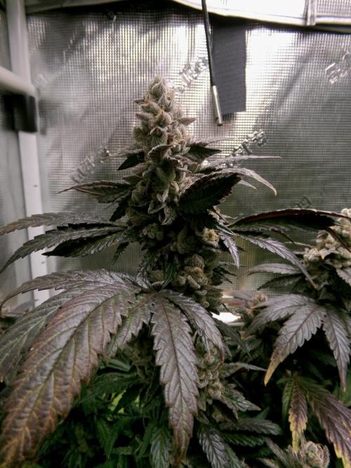 Biscotti Gelato (GDG 24 #1). Week 17