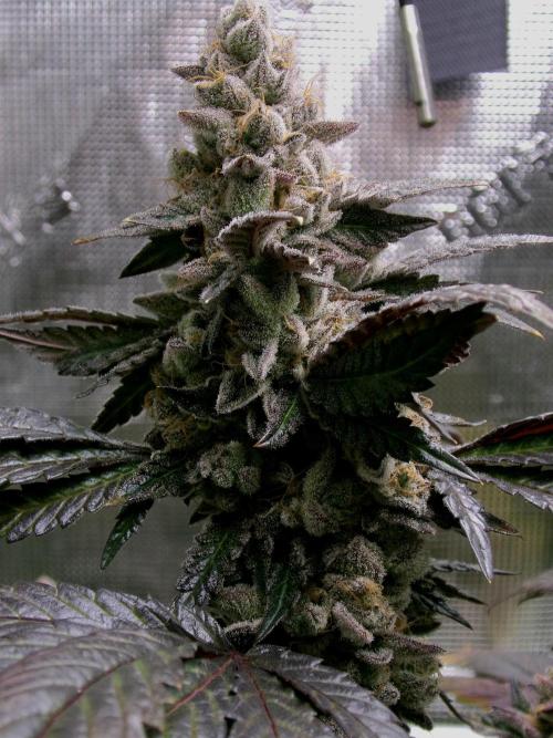 Biscotti Gelato (GDG 24 #1). Week 17