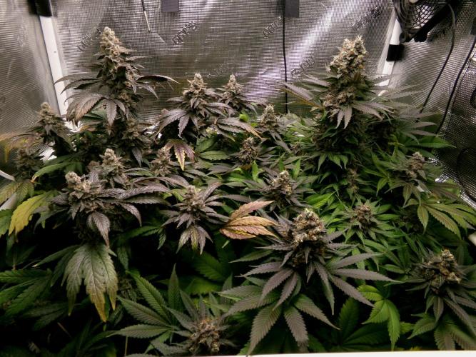 Biscotti Gelato (GDG 24 #1). Week 17