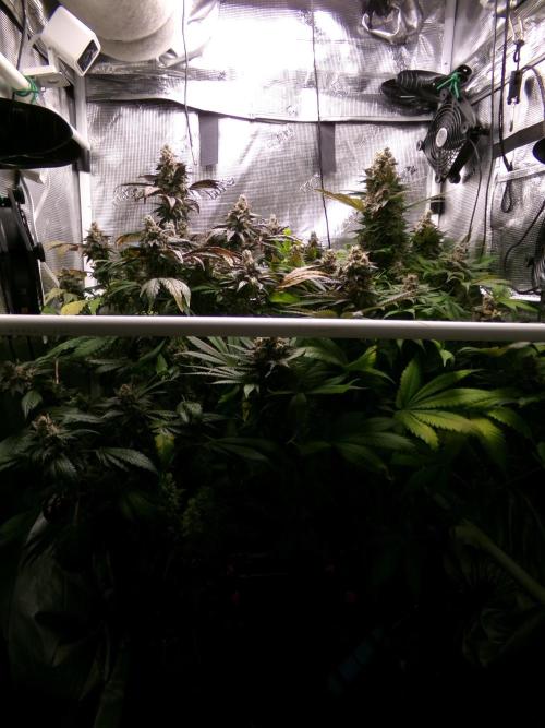 Biscotti Gelato (GDG 24 #1). Week 17