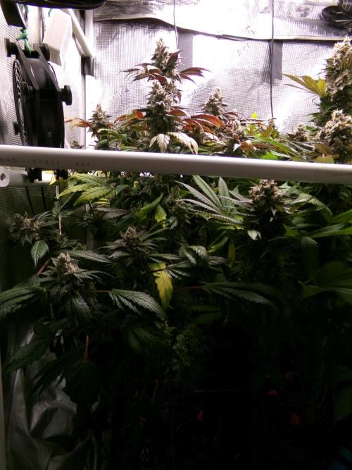 Biscotti Gelato (GDG 24 #1). Week 17 - Day 116