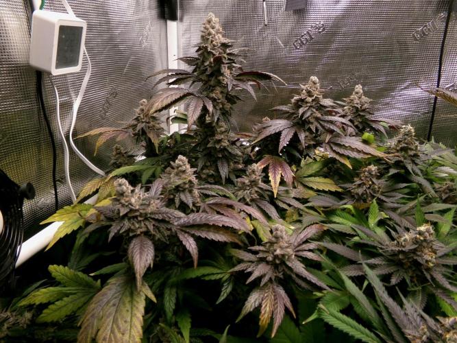 Biscotti Gelato (GDG 24 #1). Week 17