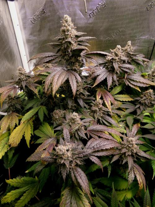 Biscotti Gelato (GDG 24 #1). Week 17