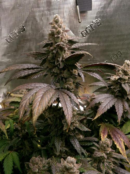 Biscotti Gelato (GDG 24 #1). Week 17