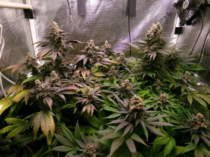 Biscotti Gelato (GDG 24 #1). Week 17