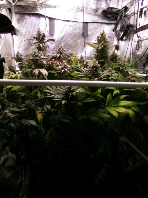 Biscotti Gelato (GDG 24 #1). Week 17