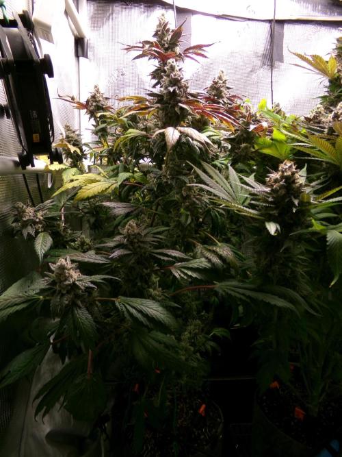 Biscotti Gelato (GDG 24 #1). Week 17 - Day 118