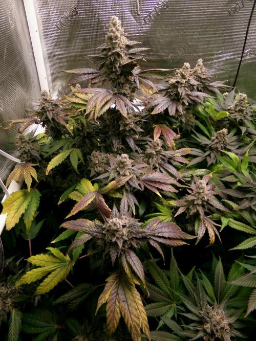 Biscotti Gelato (GDG 24 #1). Week 17