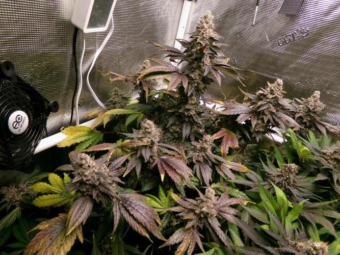 Biscotti Gelato (GDG 24 #1). Week 17