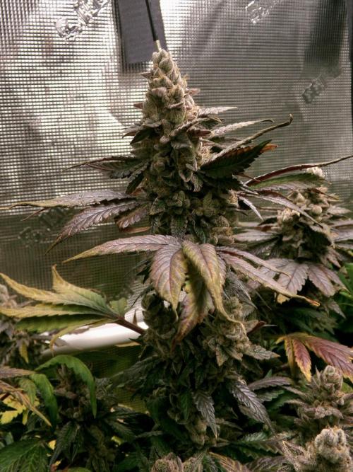 Biscotti Gelato (GDG 24 #1). Week 17