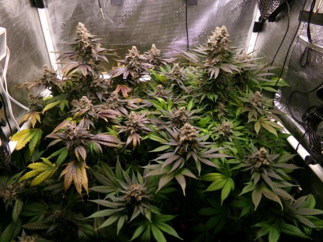 Biscotti Gelato (GDG 24 #1). Week 17