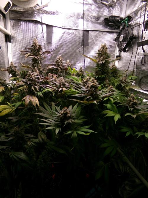 Biscotti Gelato (GDG 24 #1). Week 17