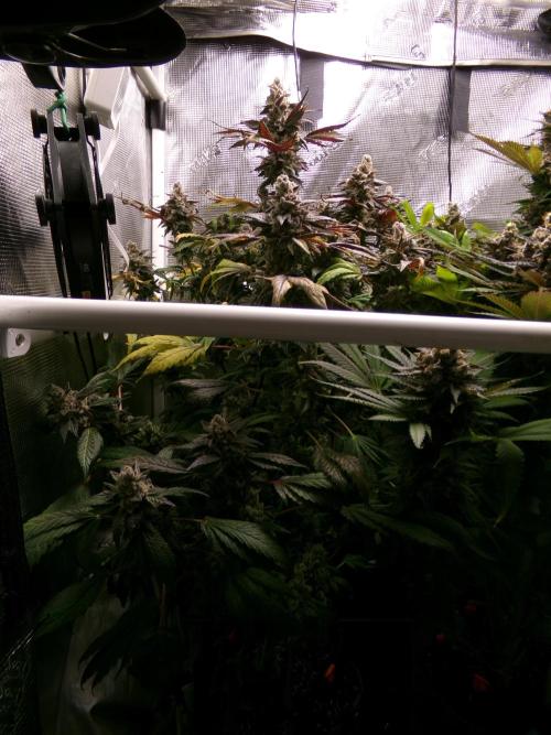 Biscotti Gelato (GDG 24 #1). Week 17 - Day 119