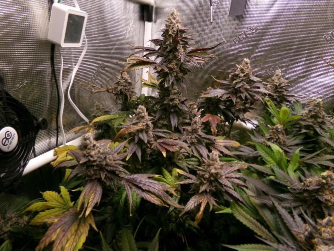 Biscotti Gelato (GDG 24 #1). Week 17