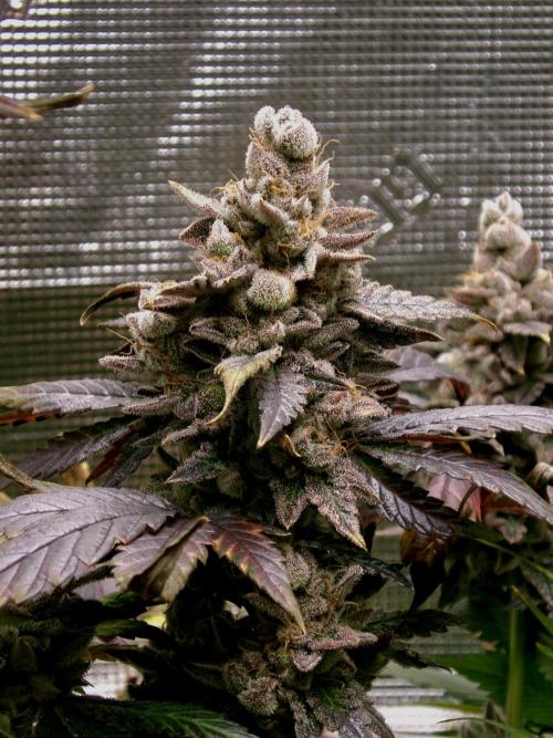 Biscotti Gelato (GDG 24 #1). Week 17