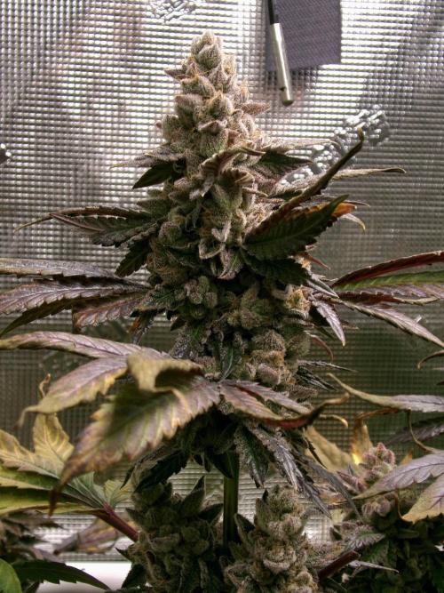 Biscotti Gelato (GDG 24 #1). Week 17