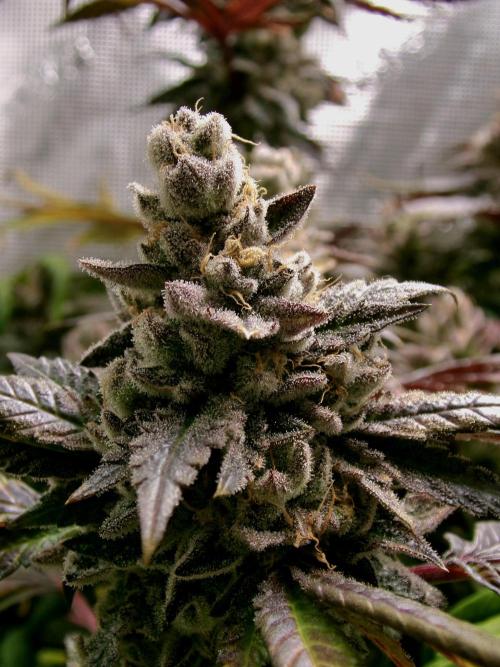 Biscotti Gelato (GDG 24 #1). Week 17