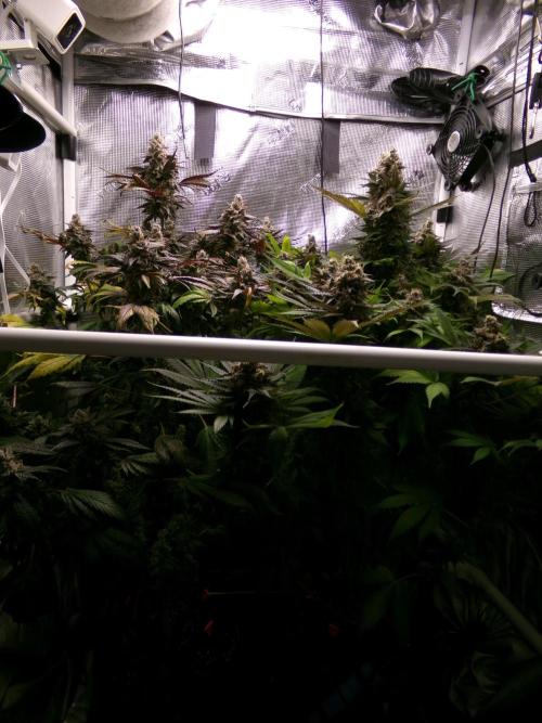 Biscotti Gelato (GDG 24 #1). Week 17