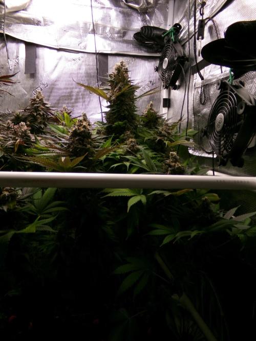 Biscotti Gelato (GDG 24 #1). Week 17