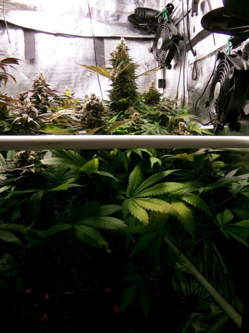 Gelato (GDG24 #2). Week 16 - Day 107