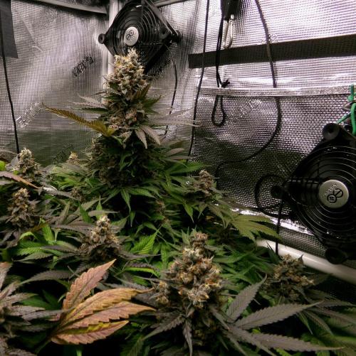 Gelato (GDG24 #2). Week 16