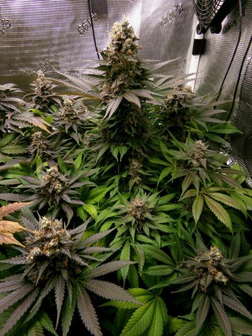 Gelato (GDG24 #2). Week 16