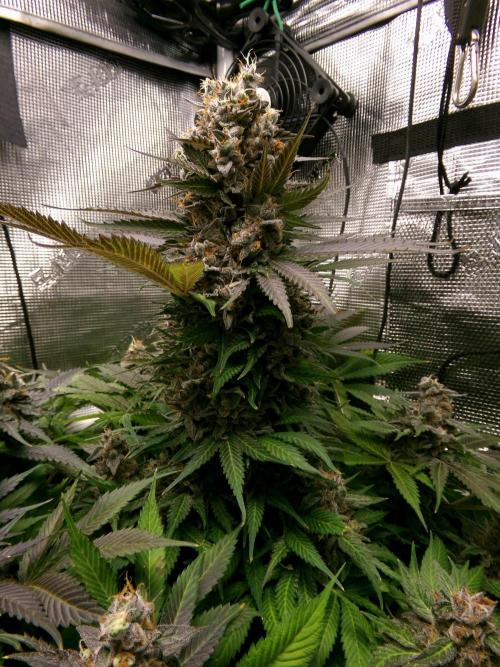 Gelato (GDG24 #2). Week 16