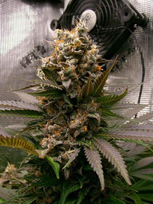 Gelato (GDG24 #2). Week 16
