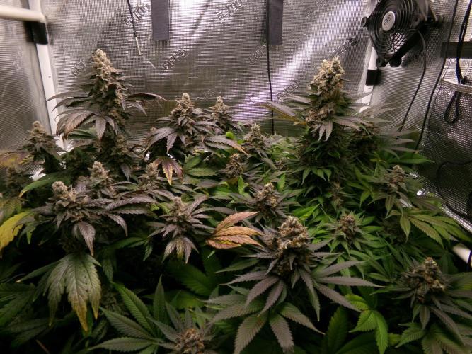 Gelato (GDG24 #2). Week 16