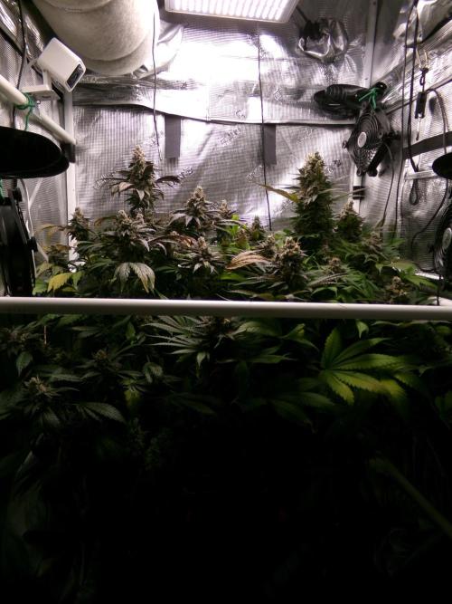 Gelato (GDG24 #2). Week 16