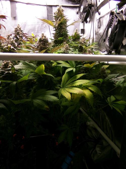 Gelato (GDG24 #2). Week 16 - Day 109