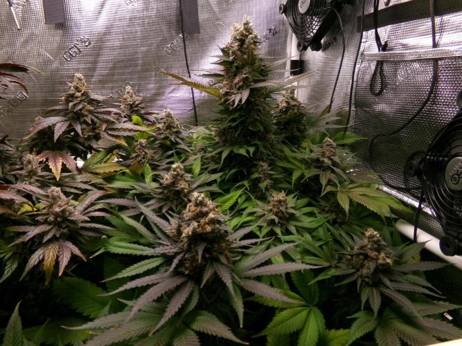 Gelato (GDG24 #2). Week 16