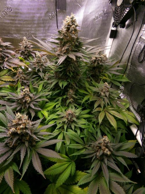 Gelato (GDG24 #2). Week 16