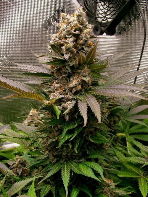 Gelato (GDG24 #2). Week 16