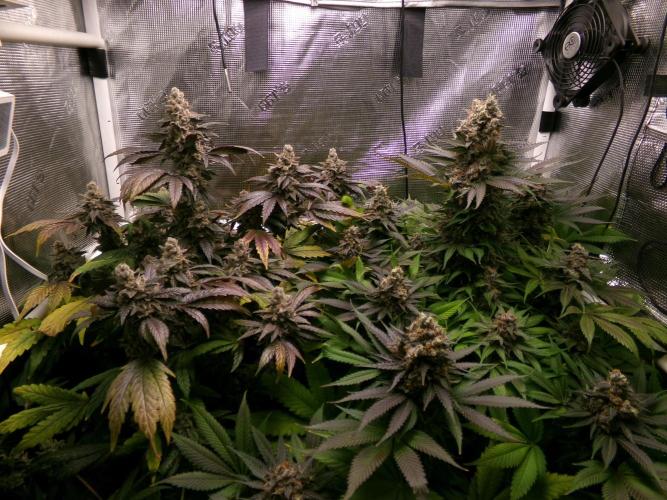 Gelato (GDG24 #2). Week 16