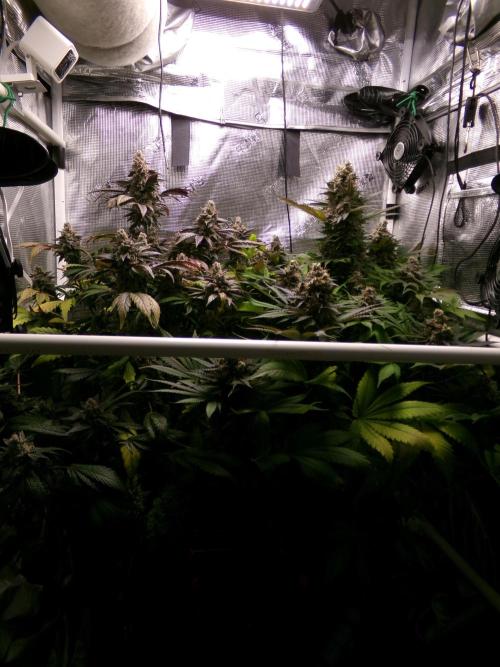 Gelato (GDG24 #2). Week 16