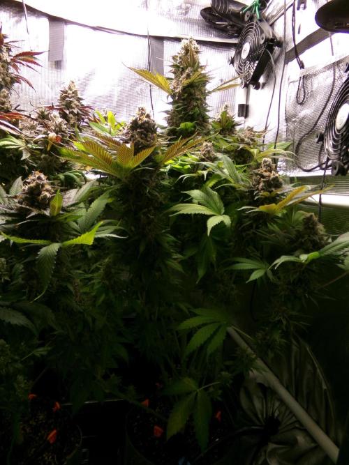 Gelato (GDG24 #2). Week 16 - Day 111