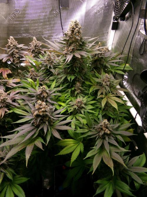 Gelato (GDG24 #2). Week 16