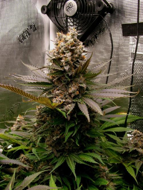 Gelato (GDG24 #2). Week 16
