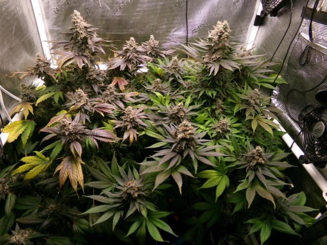 Gelato (GDG24 #2). Week 16