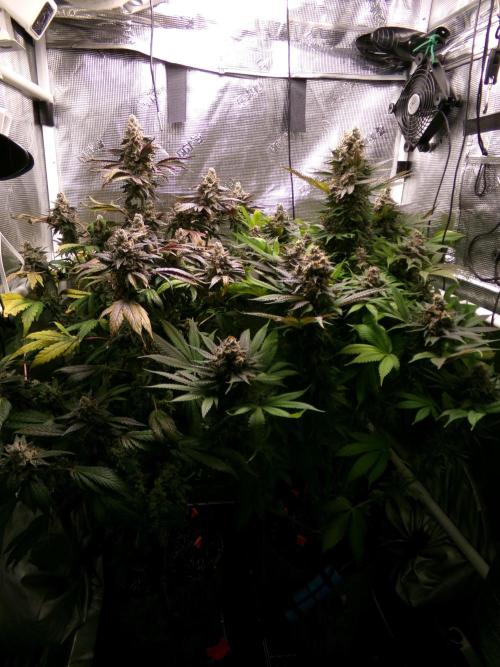 Gelato (GDG24 #2). Week 16
