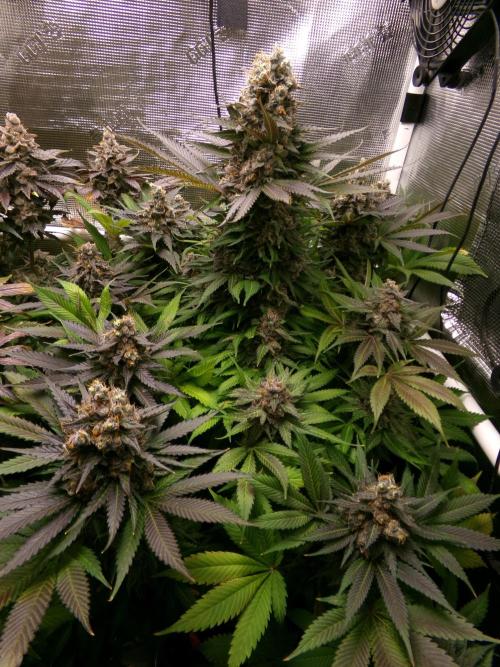 Gelato (GDG24 #2). Week 16