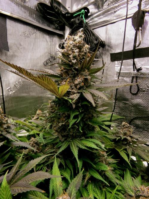 Gelato (GDG24 #2). Week 16 - Day 112