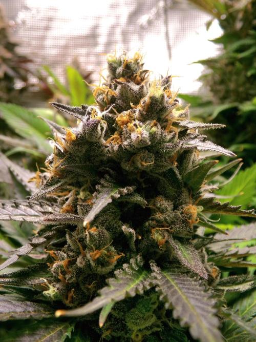 Gelato (GDG24 #2). Week 16