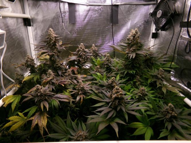 Gelato (GDG24 #2). Week 16