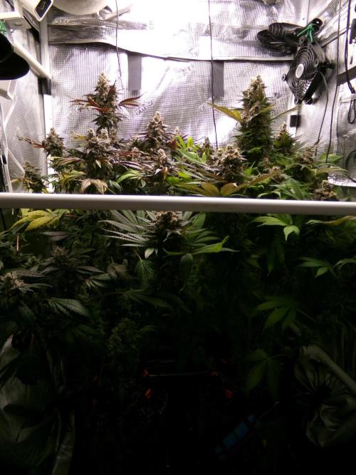 Gelato (GDG24 #2). Week 16