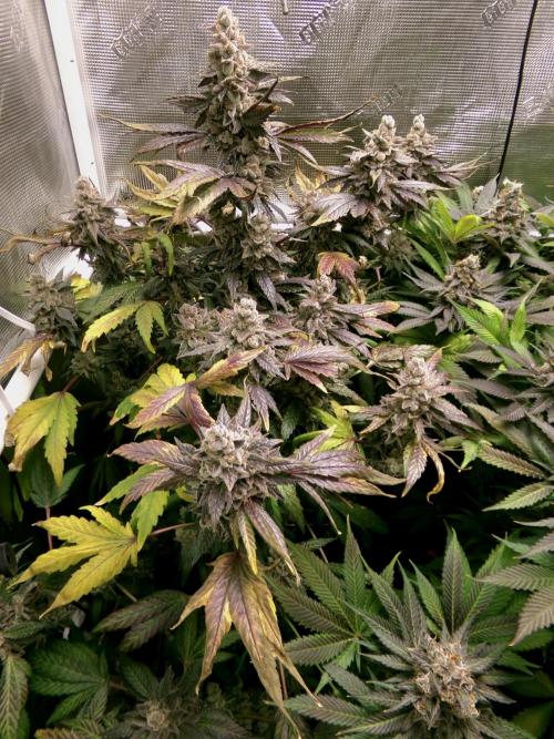 Biscotti Gelato (GDG 24 #1). Week 18 - Day 120 before chopping the tops.