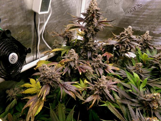 Biscotti Gelato (GDG 24 #1). Week 18